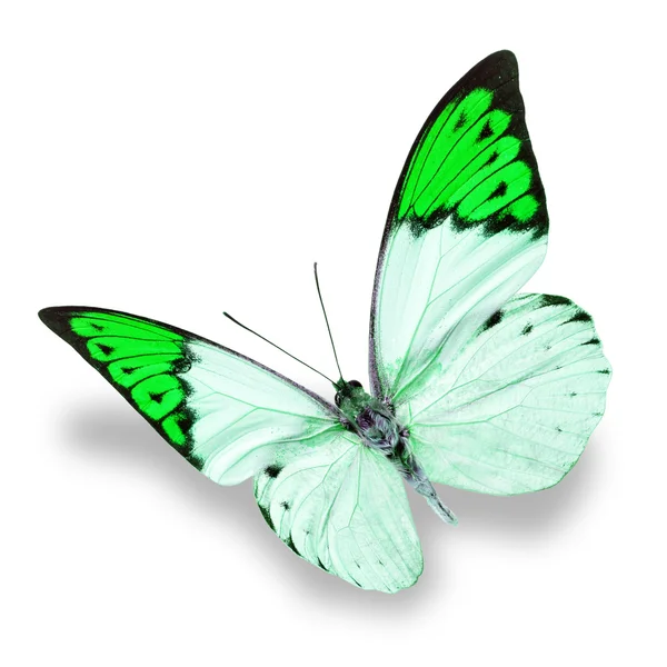 White and green butterfly — Stock Photo, Image