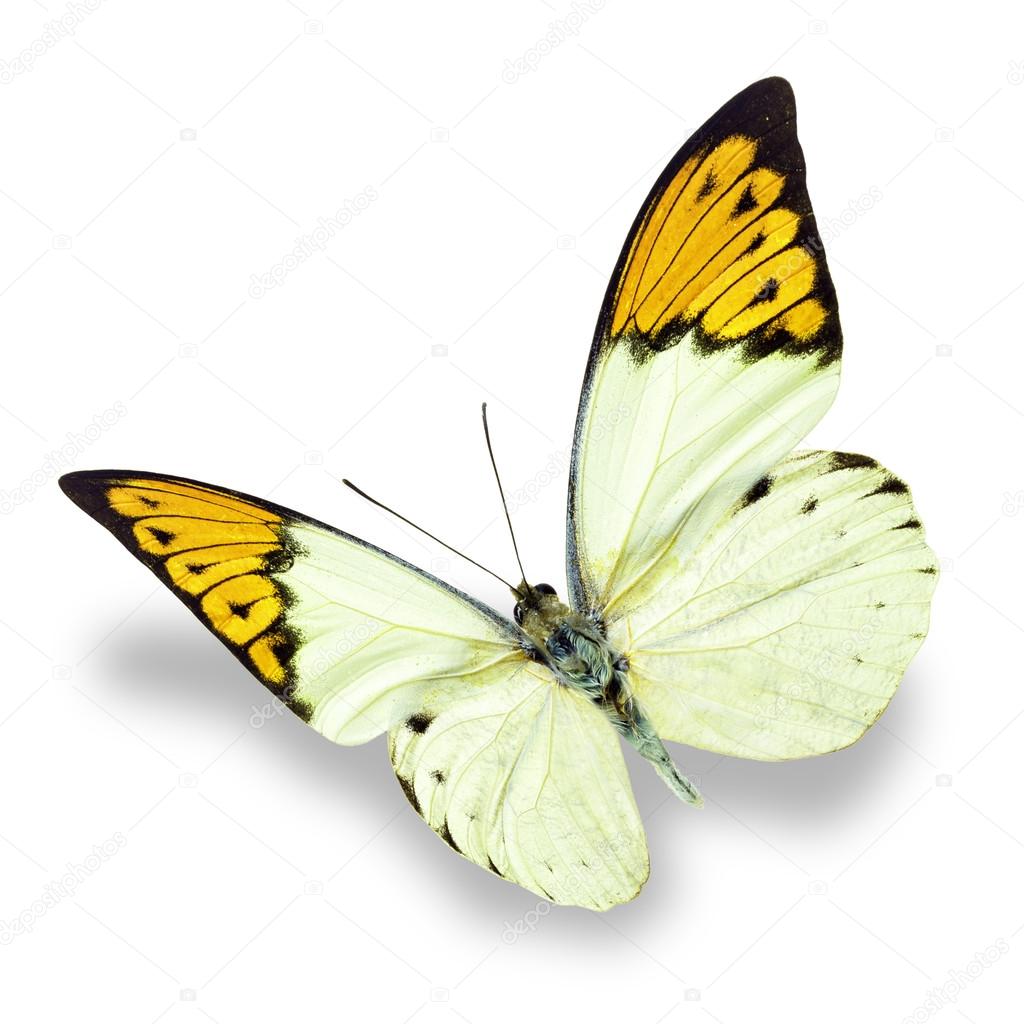 white and yellow butterfly