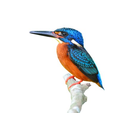 Mavi kulaklı kingfisher