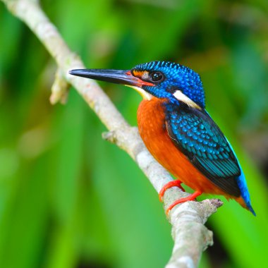 Mavi kulaklı kingfisher kuş