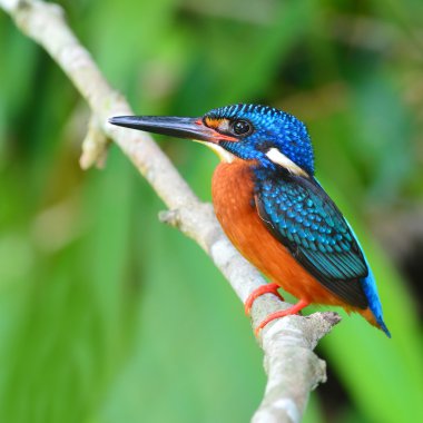 Mavi kulaklı kingfisher