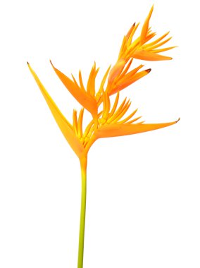heliconia sarı çiçek