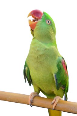 yeşil papağan kuşu