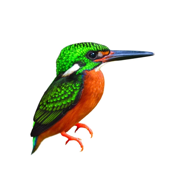 Pájaro pescador real colorido — Foto de Stock