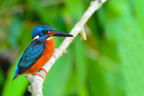 Blue-eared Kingfisher bird — Stock Photo, Image