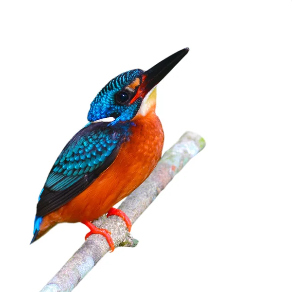 Blue-eared Kingfisher bird — Stock Photo, Image