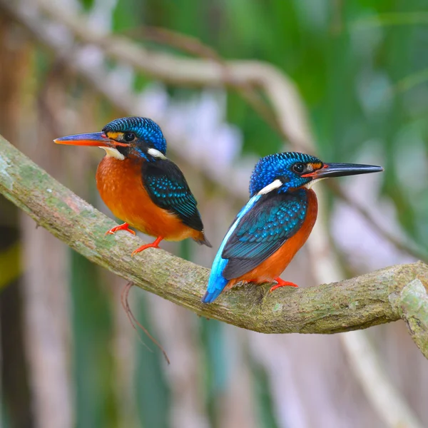 Blå-eared kingfisher fågel — Stockfoto