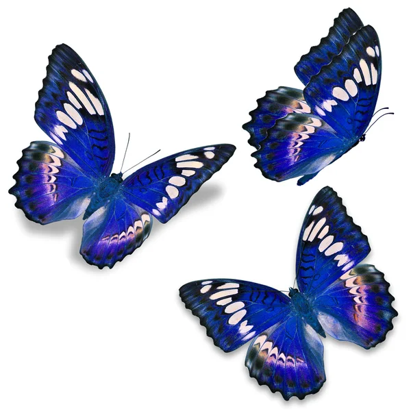 Tres mariposas azules — Foto de Stock
