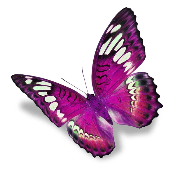 粉色蝴蝶 — 图库照片