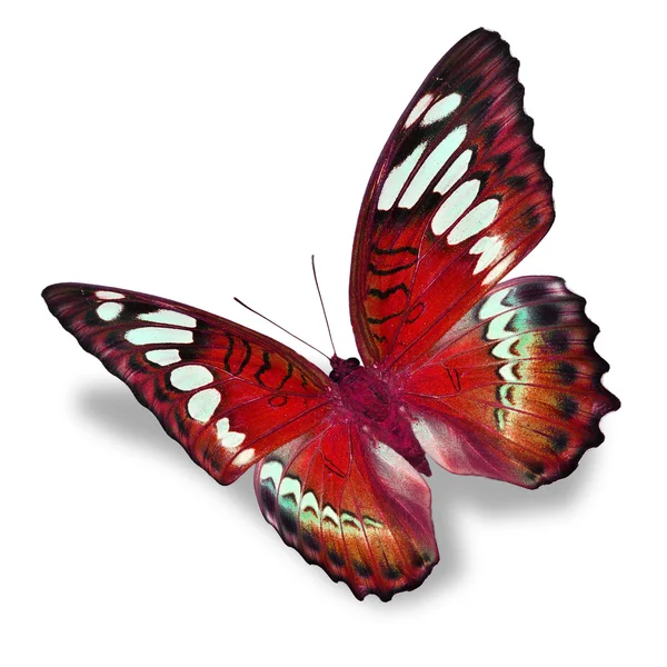 Mariposa roja — Foto de Stock