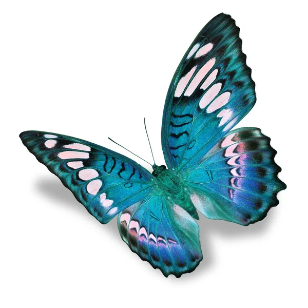 Blue butterfly — Stock Photo, Image