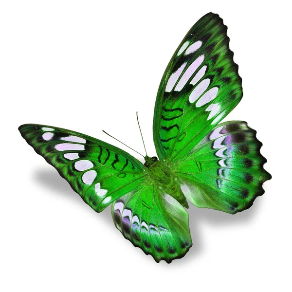 Зеленая бабочка — стоковое фото