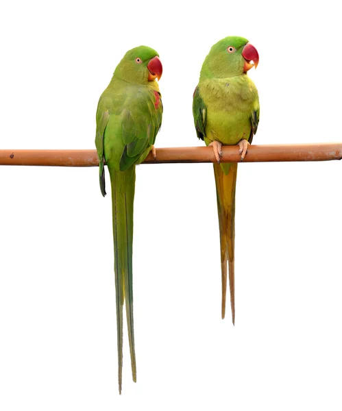 Green parrot bird — Stock Photo, Image