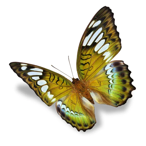 Mariposa amarilla — Foto de Stock