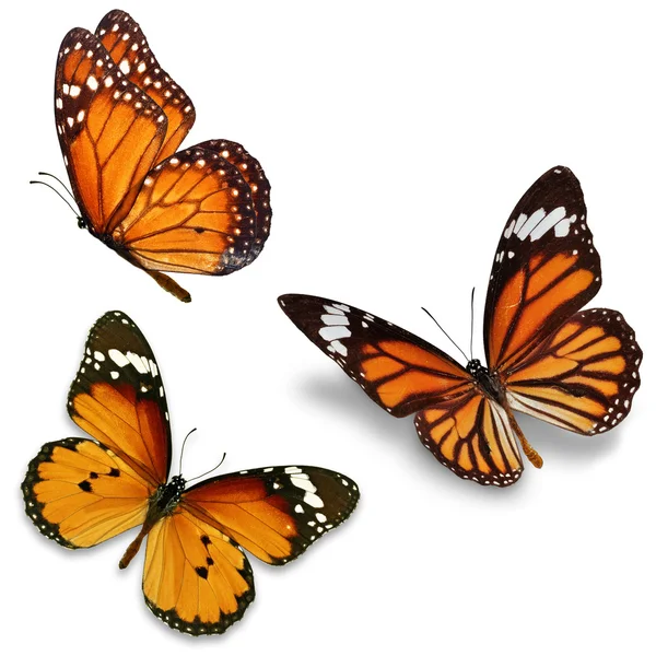 Tres mariposas monarca — Foto de Stock