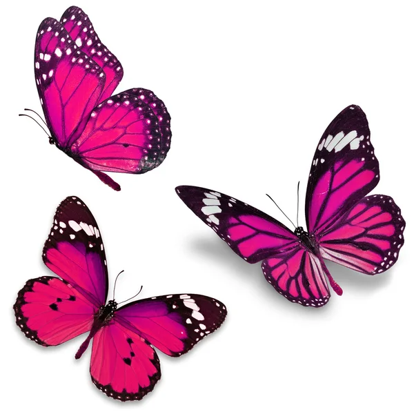 Drei rosafarbene Schmetterlinge — Stockfoto