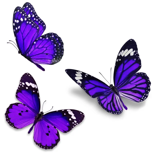 Trois papillons violets — Photo