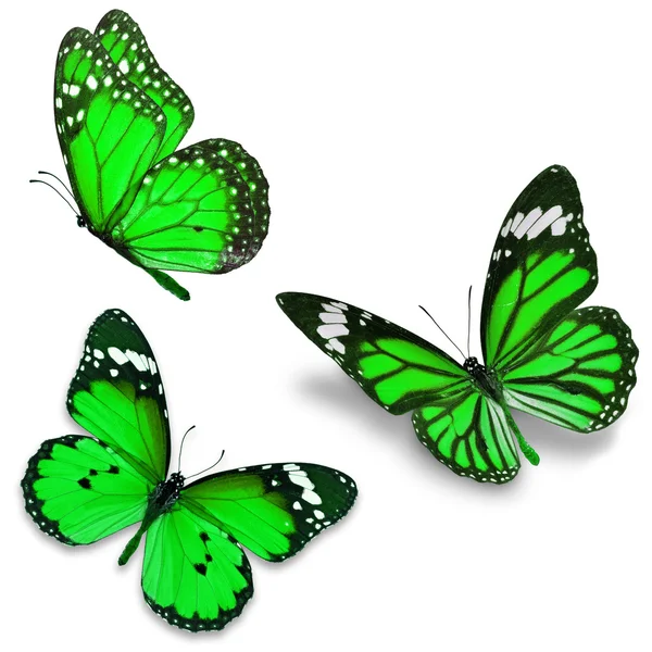 3 つの緑の蝶 — ストック写真
