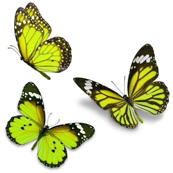3 つの黄色の蝶 — ストック写真