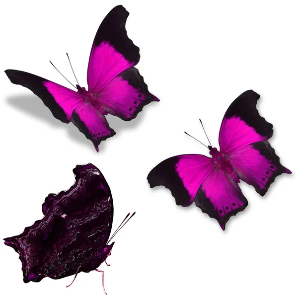 Rosa Schmetterling — Stockfoto