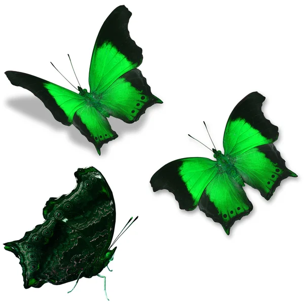 Green butterfly — Stock Photo, Image