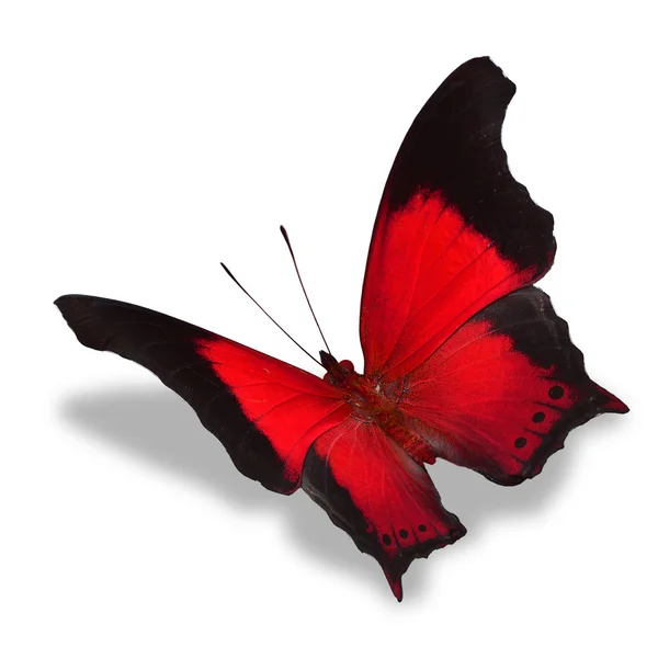 Mariposa roja — Foto de Stock