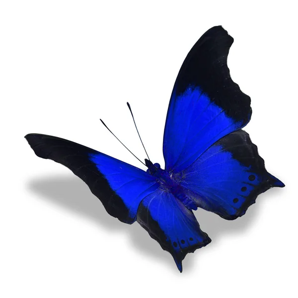 Blue butterfly — Stock Photo, Image