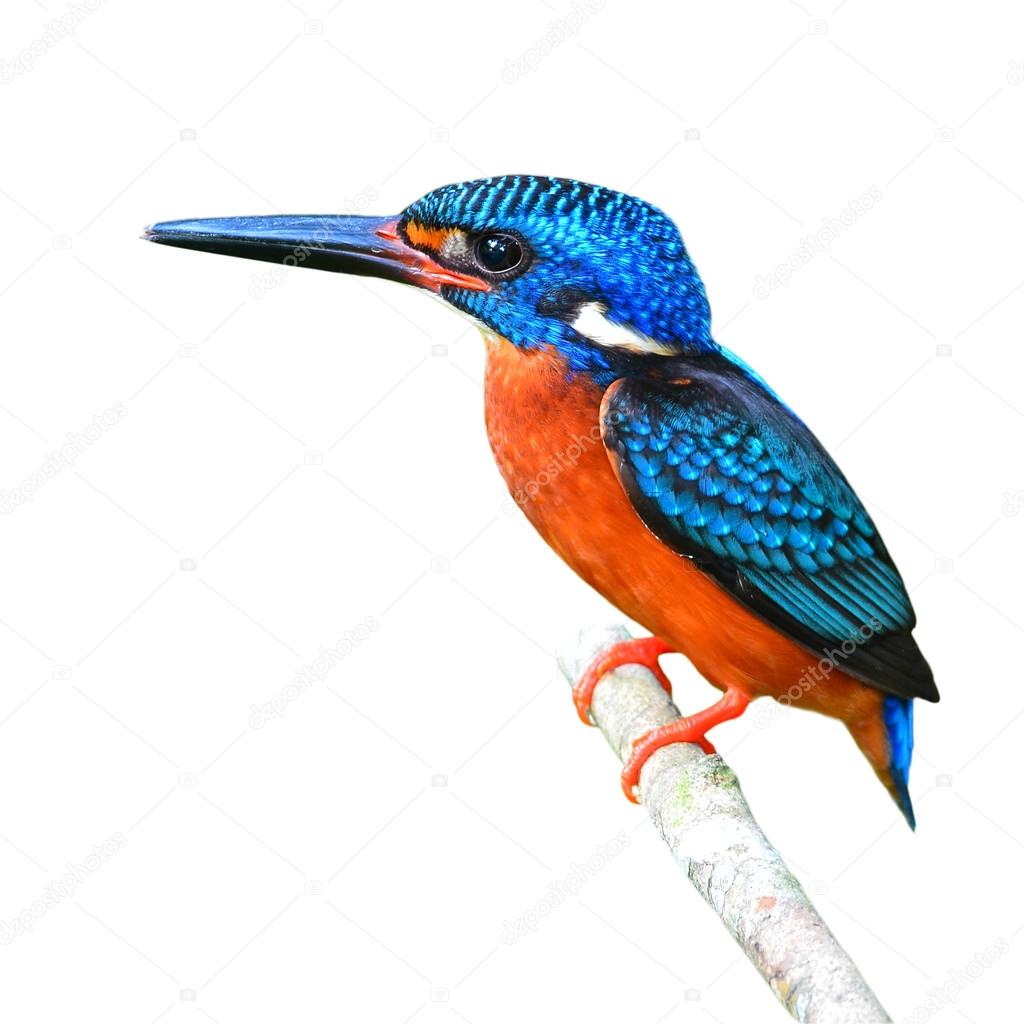 Blue-eared Kingfisher