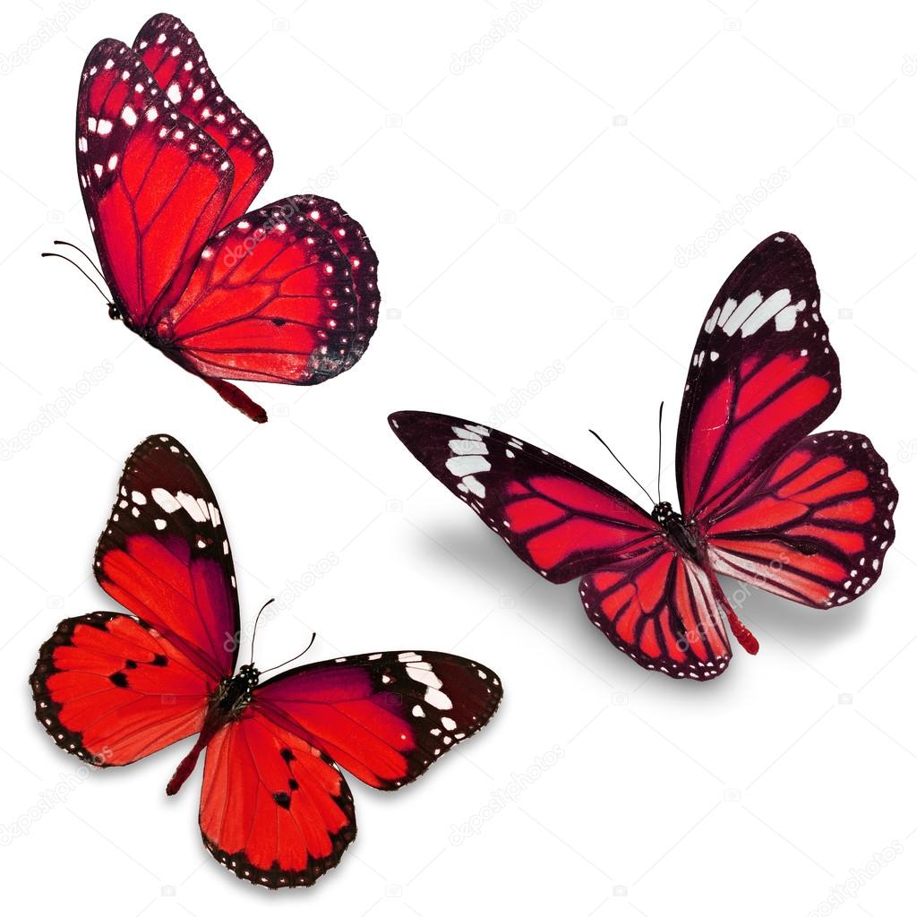 Three red butterfly — Stock Photo © thawats 72859589