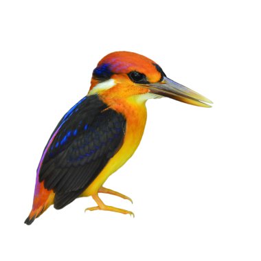  kara sırtlı kingfisher kuş