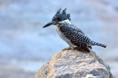 renkli kingfisher kuş