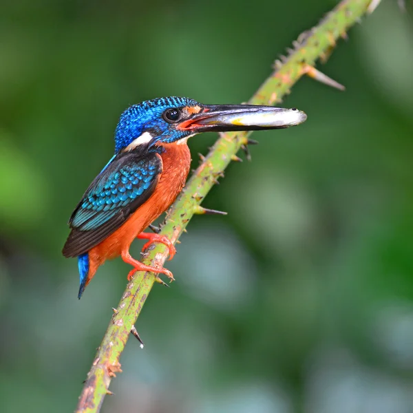 Blue-eared kingfisher bird