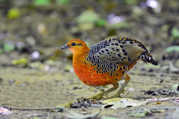 Ferruginous 파트 리 — 스톡 사진