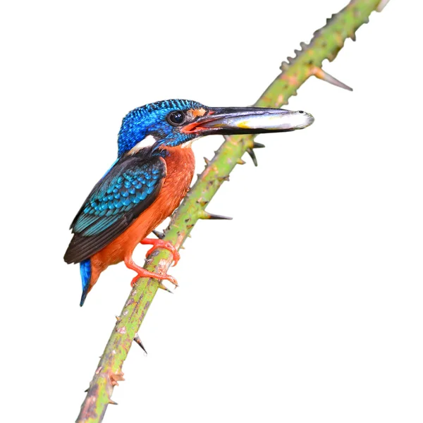 Blue-eared kingfisher bird — Stock Photo, Image
