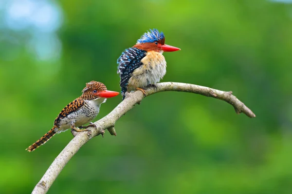 Uccelli martin pescatore fasciati — Foto Stock