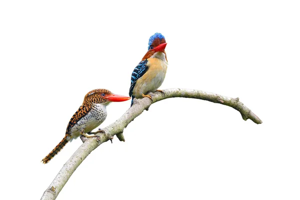 Banded Kingfisher birds — Stock Photo, Image