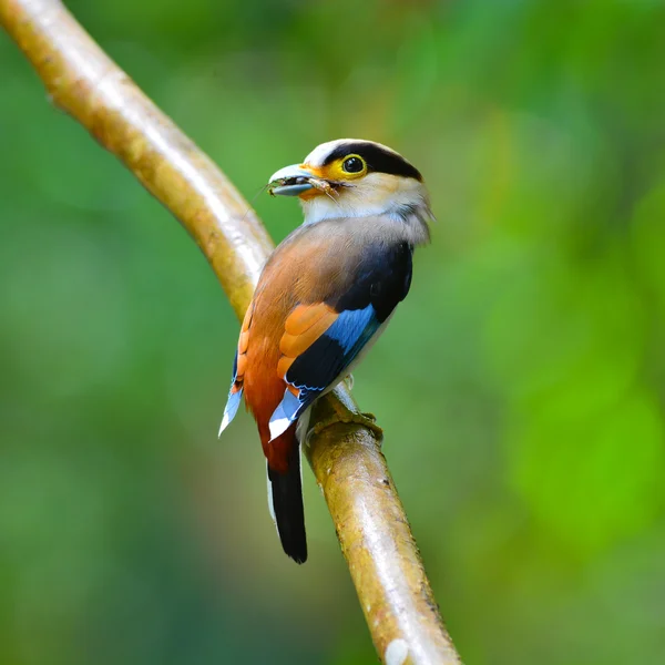 Ασημένια-breasted broadbill πουλί — Φωτογραφία Αρχείου