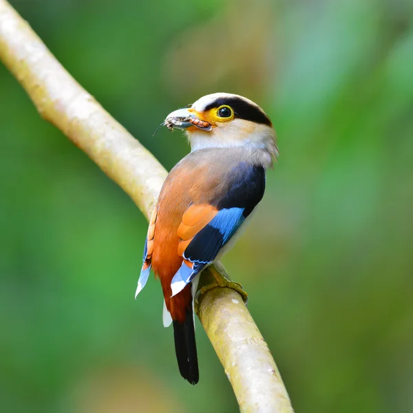 Oiseau à poitrine argentée — Photo