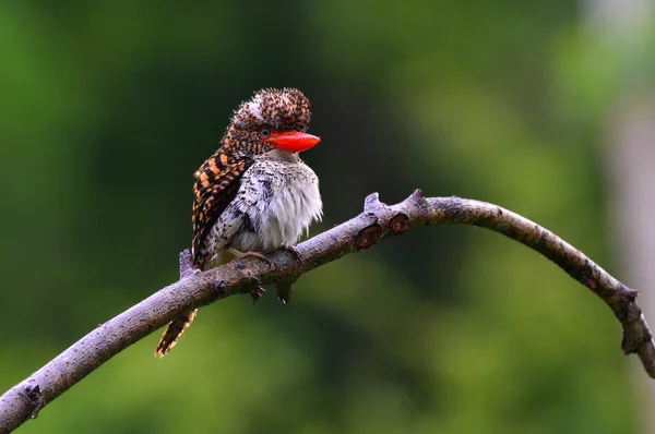 Pájaros Kingfisher con bandas — Foto de Stock