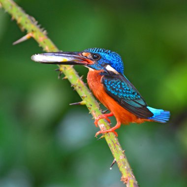 kara sırtlı kingfisher kuş