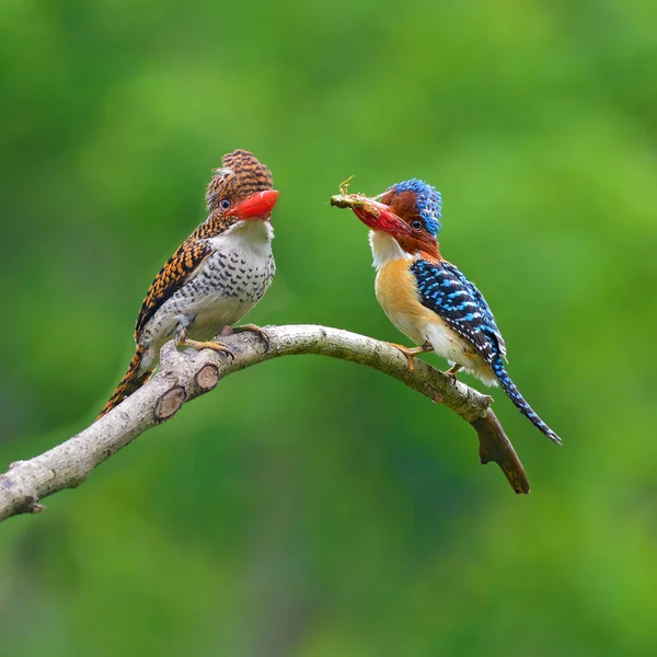 Gestreepte Kingfisher vogel — Stockfoto