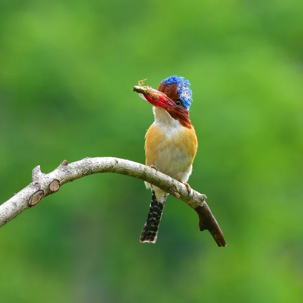 Şeritli Kingfisher kuş — Stok fotoğraf