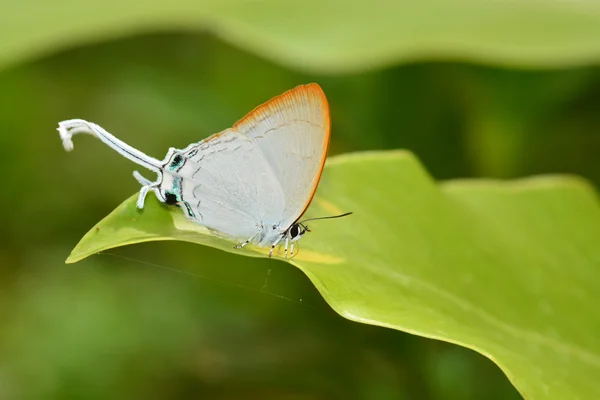 Common Imperial — Stockfoto