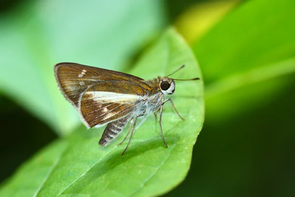 Watson Wight papillon — Photo