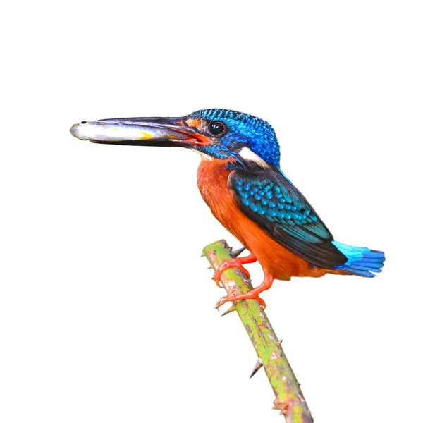 Black-backed Kingfisher bird — Stock Photo, Image