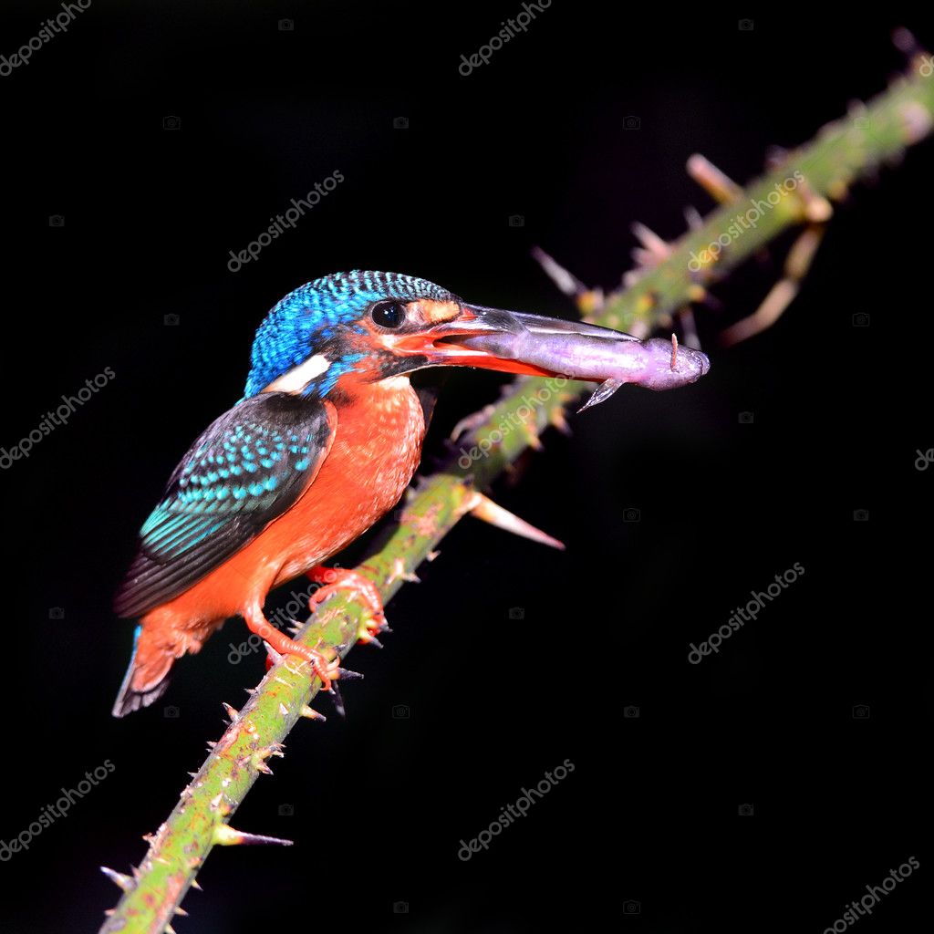 Oiseau Martin Pêcheur à Dos Noir Photographie Thawats