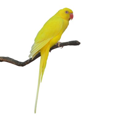 Yellow Parrot clipart