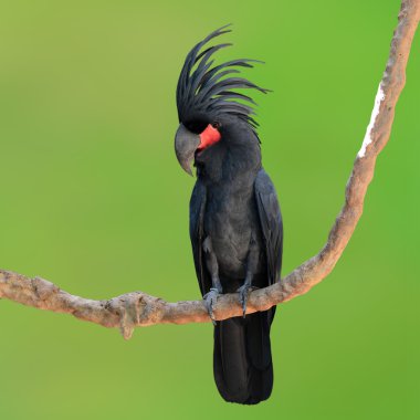 siyah Palmiye kakadusu