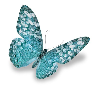 Mavi Kelebek