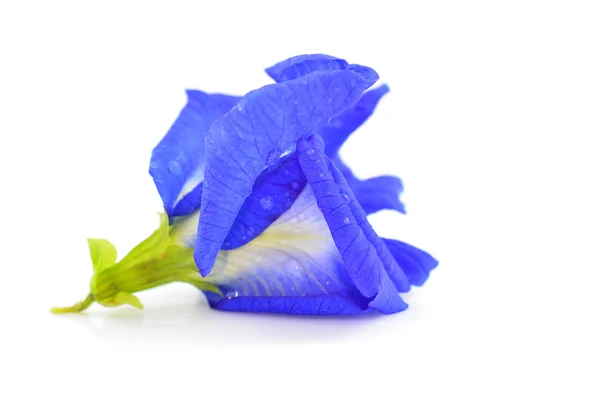 Butterfly pea bloem — Stockfoto